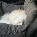 펫아울렛 이미지