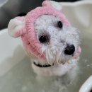 개꿀이발소 이미지