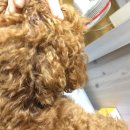 부평동물약국 이미지