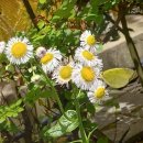 나비공원　 이미지