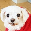 별사랑동물병원 이미지