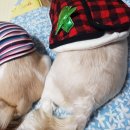 몽몽이# 이미지