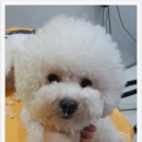 초롱이 애견 미용샵 이미지