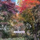 [트래킹] 천안 단풍나무숲길+아산 은행나무길 2023. 11. 12(일) 이미지