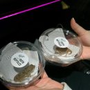 2169 | 사우스렙타일스 파충류샵에서 모로코와 비바리움 데려온 후기🫶🏻