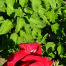 차지킴이 이미지