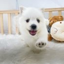 오아이펫 이미지