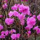 야생화편지 이미지