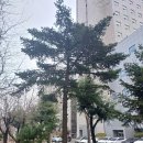 육영수 여사와 영남이공대학교 교정의 전나무 이미지