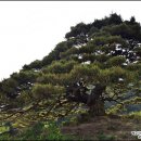 30회 영주 소수서원 답사 사진(1) 이미지