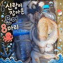 송현 | 통영 문어낚시 송현피싱 솔직 후기｜가격·시설·문어 조황과 문어요리