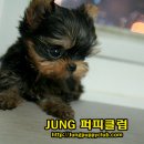 정퍼피클럽 이미지