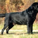 보라애견 이미지