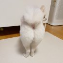 멍뭉네 이발관 이미지