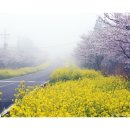 가시리 유채꽃길 이미지
