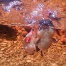 코딩아이두의정부지사 | [공지] 민락동 [카페 아쿠아랑] 물고기랑 거북이도 보고 아이도 어른도 힐링했던 후기♡