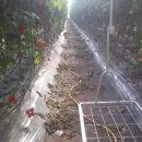 영애농장 이미지