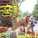 국화꽃향기 이미지