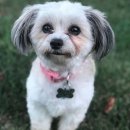 웃는 강아지 이미지