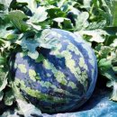 이진규농장 이미지