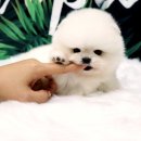 못된강아지 이미지