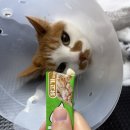2296 | [오산/동탄] 무마취 15분 완성! 함께냥 본점 방문 후기