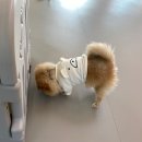 제제네 멍치원 이미지