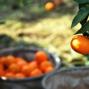 주화농장 이미지