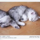 페르시안