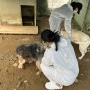 워너비독 이미지