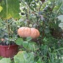 푸르매농장 이미지