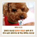 데일리도그 | 강아지유산균 웰케어 데일리 솔직 후기｜편식 심한 강아지도 잘 먹는 짜먹는 유산균