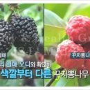 보태니컬아트(색연필그림) 이미지