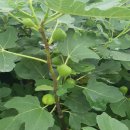 무화과나무 이미지