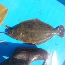 광어한마리 이미지