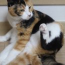 나린그루밍 이미지