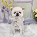 복이네 애견 미용 이미지