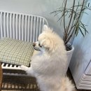 김해애견호텔 강아지유치원 맘바이 김해점 이미지