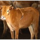 한다리농장 이미지