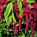 # 반려 식물 _ 아마란스 Amaranth 효능 및 부작용 영양 성분 섭취 방법 후기 일지 기록