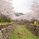 서홍동-11 | 서홍동 웃물교 벚꽃구경, 조용한 제주 벚꽃길 봄 산책 후기