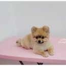 오도DOG 펫살롱 이미지