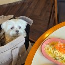 퍼피앤캣 이미지