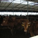 대성목장2 이미지