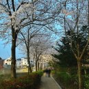 화봉고등학교 | 울산 북구 화봉고 벚꽃길 벚꽃 구경 후기