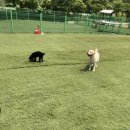 개들의왕국 이미지