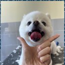 명지애견 이미지