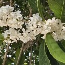 은목서재 이미지