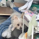 퍼피야놀자 | [주간일기] 25년 9월 두 번째 주간일기