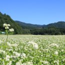 봉평메밀밭 이미지